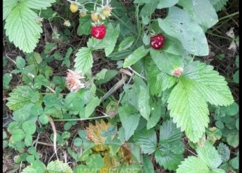 Foto 16 - Terreno agricolo Cupello - foto 16