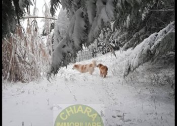 Foto 20 - Terreno agricolo Cupello - foto 20