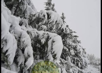 Foto 21 - Terreno agricolo Cupello - foto 21