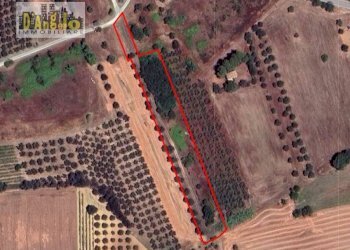 Foto 2 - Azienda agricola Corropoli - foto 2