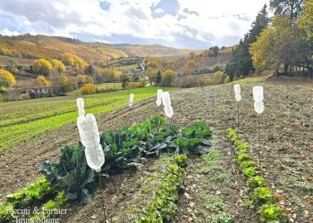 11.jpg - Terreno agricolo Località Colonnata, Gubbio - foto 11