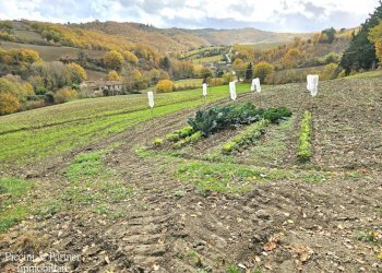 12.jpg - Terreno agricolo Località Colonnata, Gubbio - foto 12