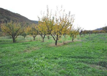 DSC_0926.JPG - Rustico Via Squaranto 6, Verona - foto 19