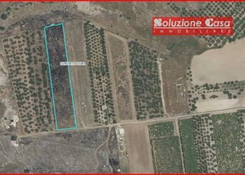 Foto 3 - Agricultural land contrada Sant'antonio, Canosa di Puglia - photo 3