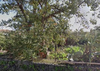 Giardino - Terreno edificabile Via Sciare Pennisi
snc, Acireale - foto 19