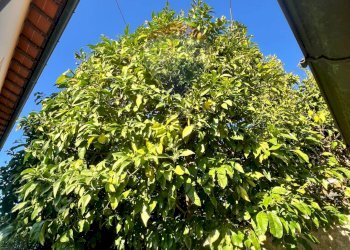 Giardino - Villa Viareggio - foto 4