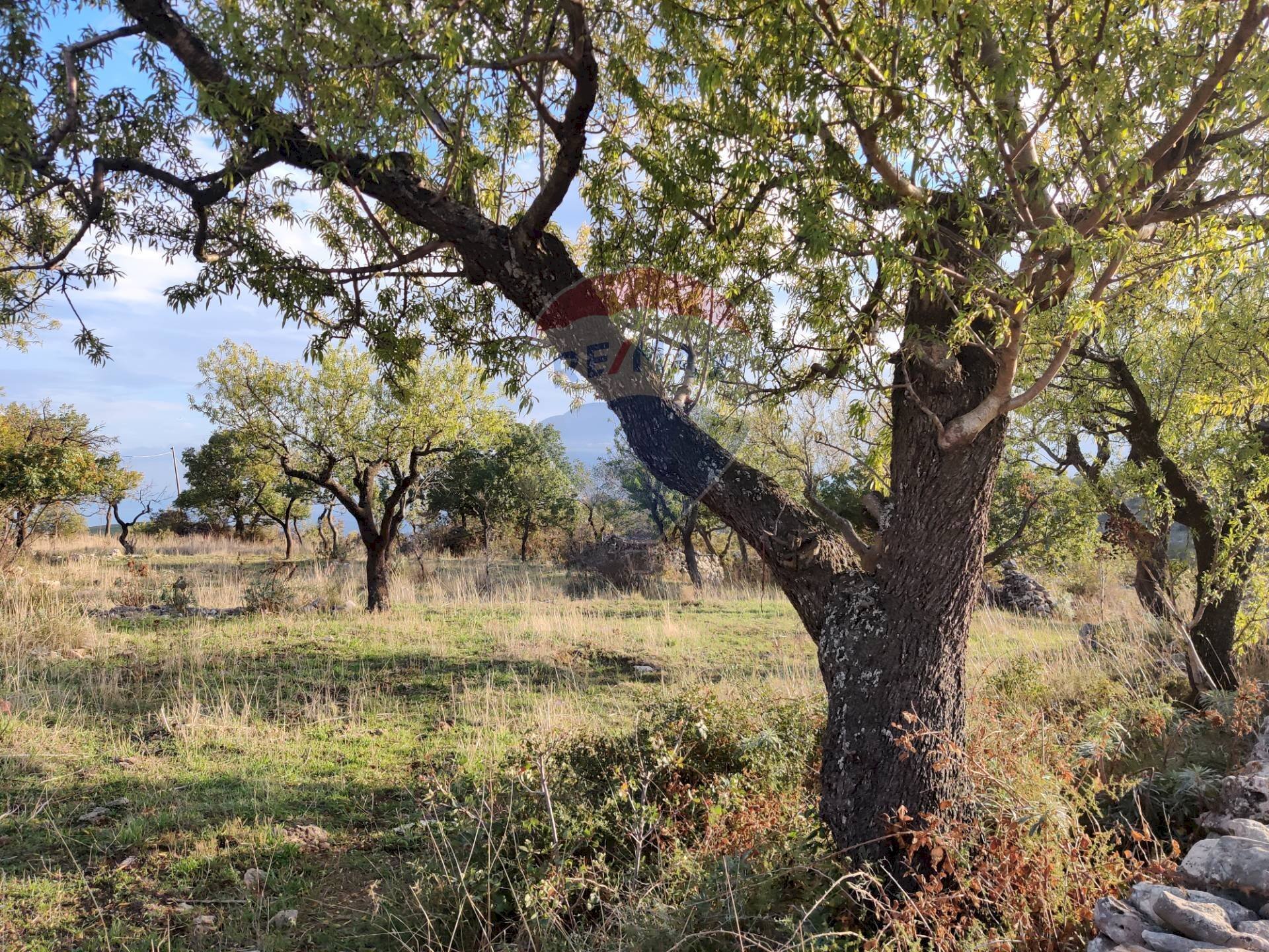 Giardino - Terreno agricolo Contrada San Salvatore
snc, Manfredonia - foto 2