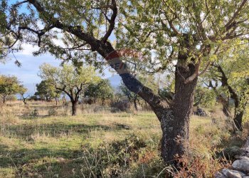 Giardino - Terreno agricolo Contrada San Salvatore
snc, Manfredonia - foto 2