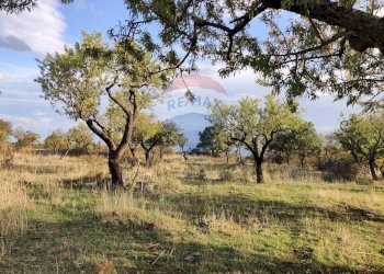 Giardino - Terreno agricolo Contrada San Salvatore
snc, Manfredonia - foto 11