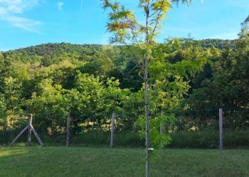 Giardino - Terreno edificabile Mioglia - foto 6