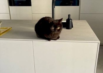 Cucina - Attic Genova (neighborhood Centro Storico) - photo 4