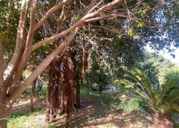 Terreno - Villa contrada Serre, Carini - foto 32