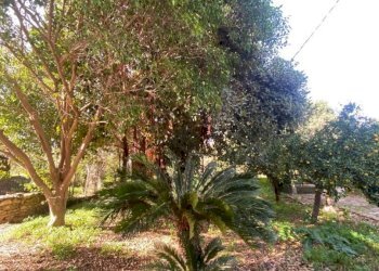 Terreno - Villa contrada Serre, Carini - foto 34