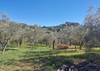 20251008_152516.jpg - Villa Via Sant'Antonio, Lugnano in Teverina - photo 9