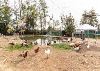 Casa indipendente Località cascinetto, Ciriè - foto 9