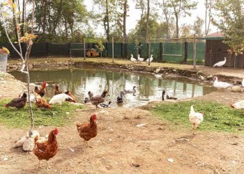 Casa indipendente Località cascinetto, Ciriè - foto 16