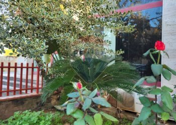 Giardino - Commercial Premises Via Caravaglios
 
46, Castelvetrano - photo 20