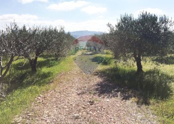 Giardino - Terreno agricolo Contrada Bagni Crisiola
 
snc, Marineo - foto 15