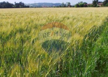 terreno - Terreno edificabile Contrada Le Schiette
 
snc, Riesi - foto 3