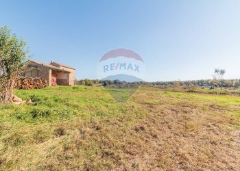 Giardino - Terreno agricolo Ischia di Castro - foto 4