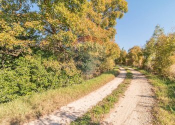 Giardino - Terreno agricolo Ischia di Castro - foto 15