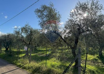 terreno - Terreno agricolo Lama Le Botti, Vieste - foto 5