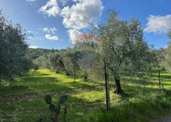 terreno - Terreno agricolo Lama Le Botti, Vieste - foto 6