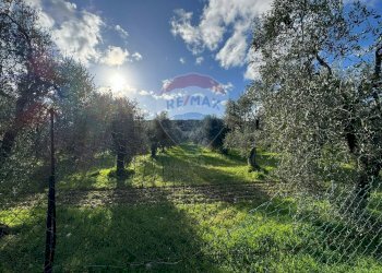 terreno - Terreno agricolo Lama Le Botti, Vieste - foto 11