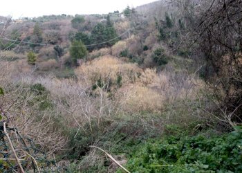 Foto 3 - Agricultural land strada Ortana
 
s.n.c., Viterbo - photo 3