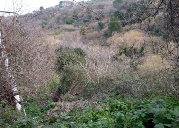 Foto 4 - Agricultural land strada Ortana
 
s.n.c., Viterbo - photo 4