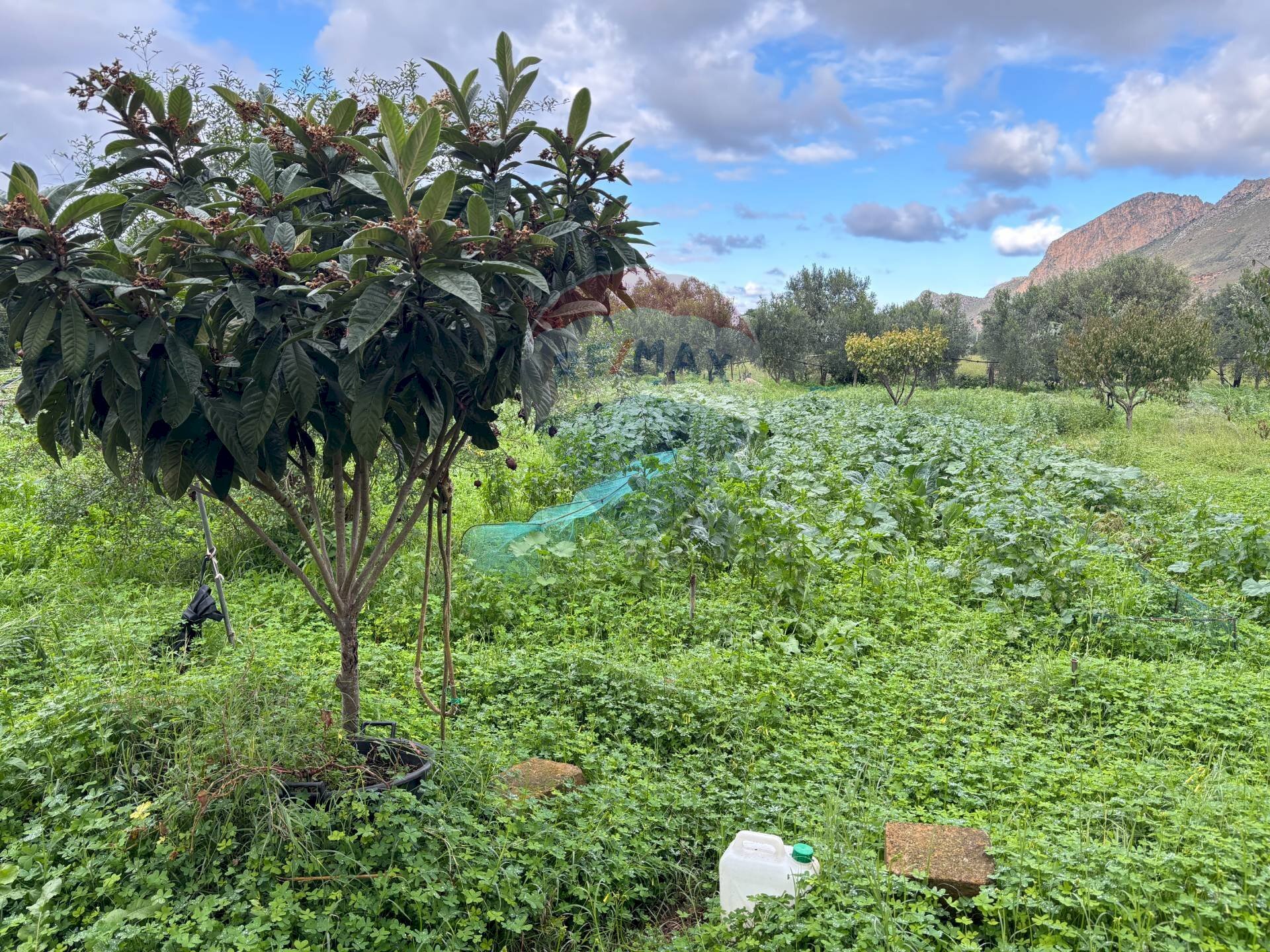 Giardino - Villa Contrada Paternella, Terrasini - photo 3