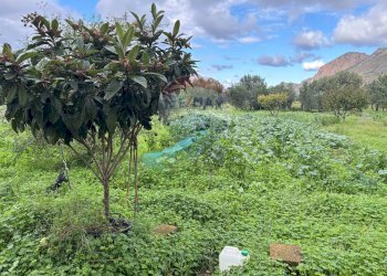 Giardino - Villa Contrada Paternella, Terrasini - foto 4