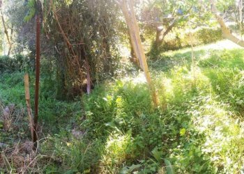 Terreno - Rustico Montescudo - Monte Colombo - foto 19