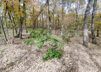 Foto 16 - Casa indipendente C.da Calvario
 
snc, Campobasso - foto 16