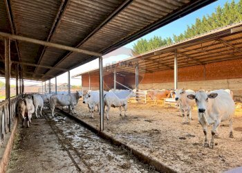 Casale strada provinciale 
 Montemagno, AT, Montemagno - foto 16