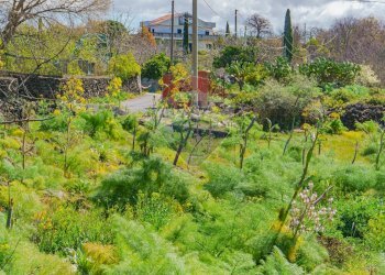 Foto 12 - Terreno agricolo strada provinciale 56i
 
sn, Belpasso - foto 12