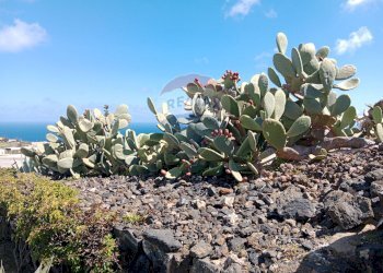 Giardino - Casa indipendente Pantelleria - foto 19