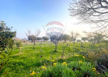 Giardino - Rustico Contrada Piana S. Tommaso
 
38, Torino di Sangro - foto 7