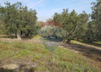 Giardino - Building land Via Selvotta, Località Montevecchio
 
snc, Vasto - photo 10