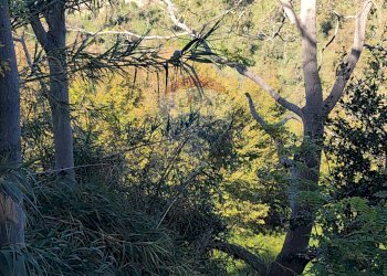 Non correlato - Terreno agricolo SP Pedemontana, Fossacesia - foto 8