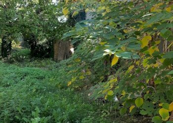 Giardino - Rustico Via Turri
 
39, Ari - foto 8