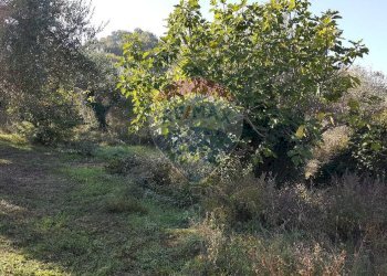 Giardino - Rustico Via Turri
 
39, Ari - foto 12