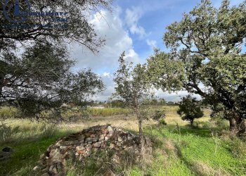 Foto 4 - Terreno agricolo regione perducciu, Girasole - foto 4