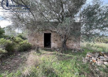 Foto 9 - Terreno agricolo regione perducciu, Girasole - foto 9