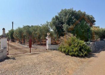 IMG_0181.jpg - Terreno agricolo Contrada Guidano, Monopoli - foto 4