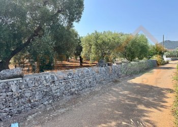 IMG_0184.jpg - Terreno agricolo Contrada Guidano, Monopoli - foto 5