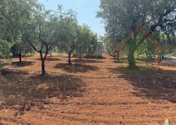 IMG_0186.jpg - Terreno agricolo Contrada Guidano, Monopoli - foto 6