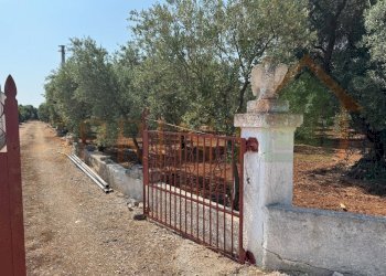 IMG_0188.jpg - Terreno agricolo Contrada Guidano, Monopoli - foto 7