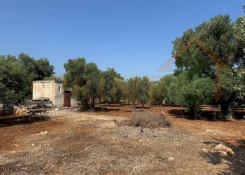 IMG_0192.jpg - Terreno agricolo Contrada Guidano, Monopoli - foto 9