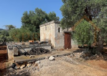 IMG_0193.jpg - Terreno agricolo Contrada Guidano, Monopoli - foto 10